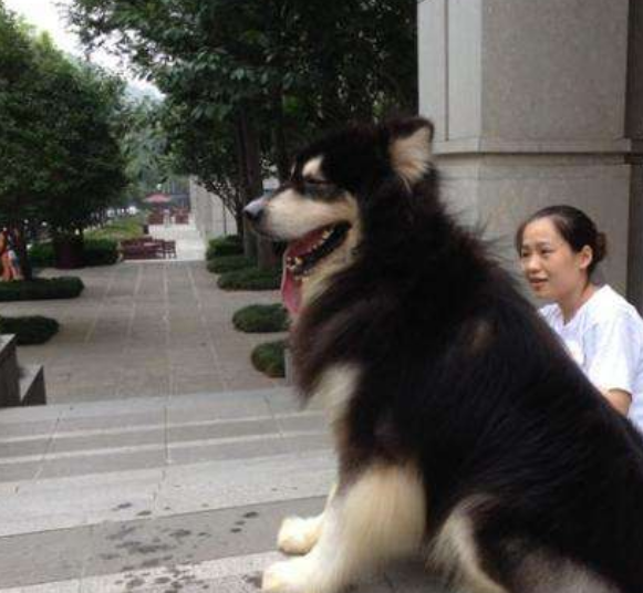 成年阿拉斯加有多大图片