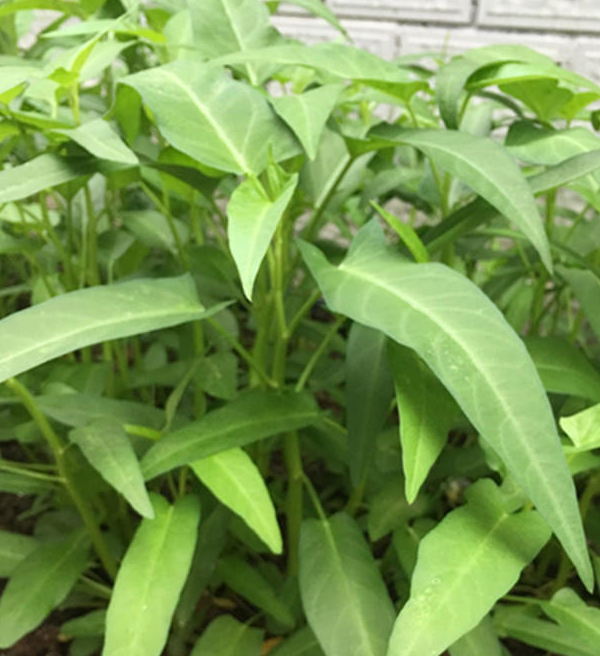 这种菜,一把种子一根茎,长满一盆又一盆_空心菜_种植_土壤