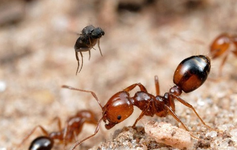 它们是战斗力最强的蚂蚁,性格凶猛让对手胆颤心惊