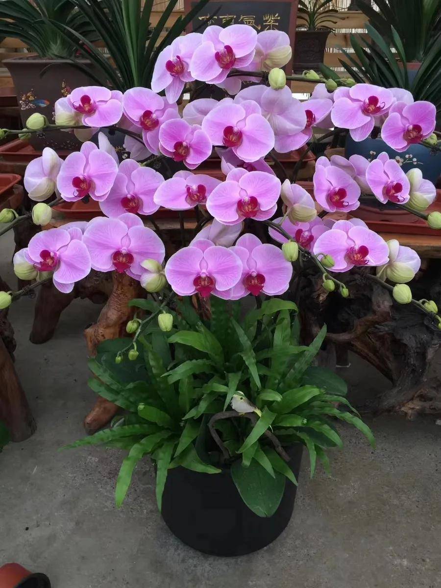 各种姿态的蝴蝶兰,太漂亮了