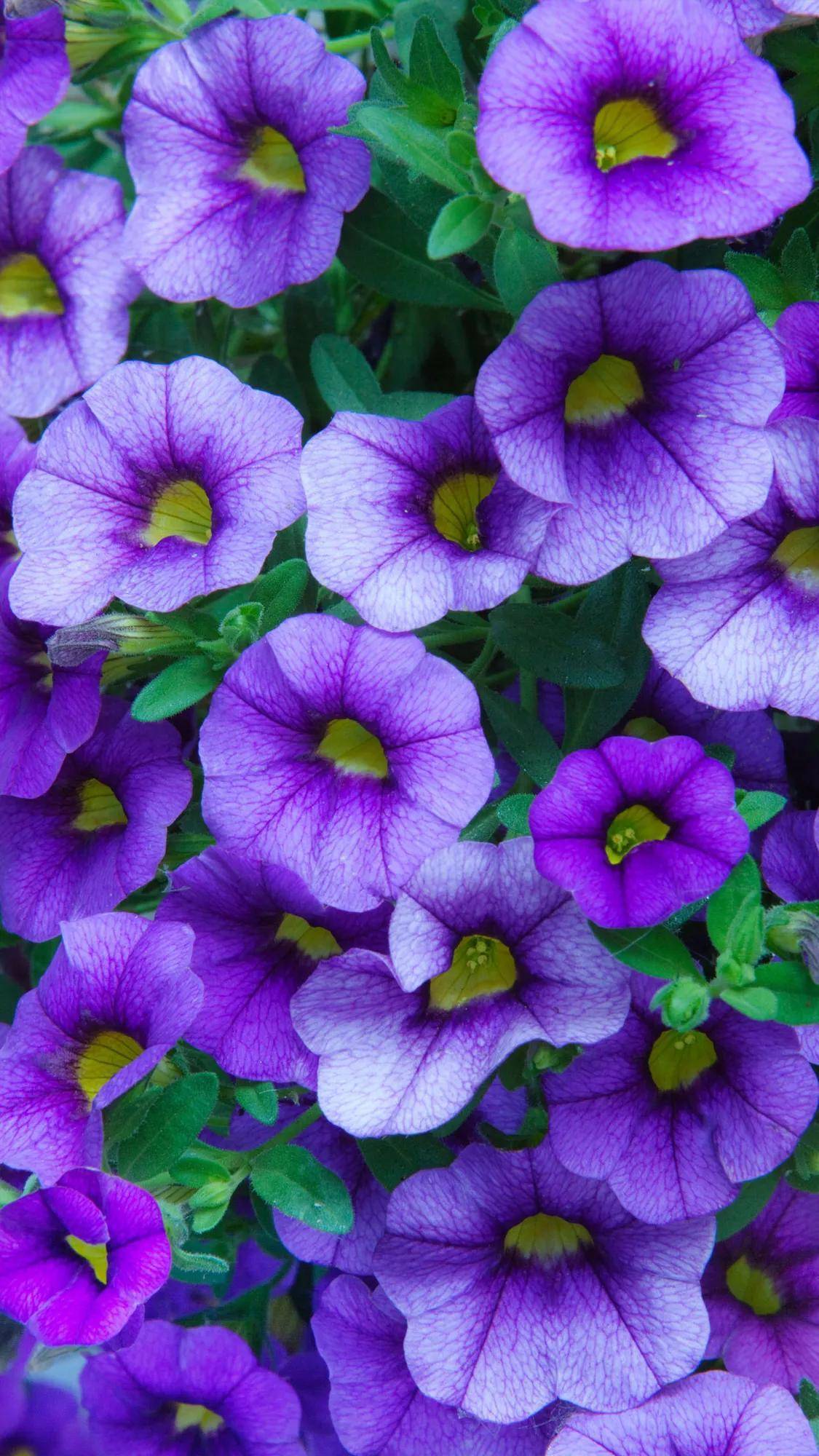 极美的花朵壁纸,流光溢彩