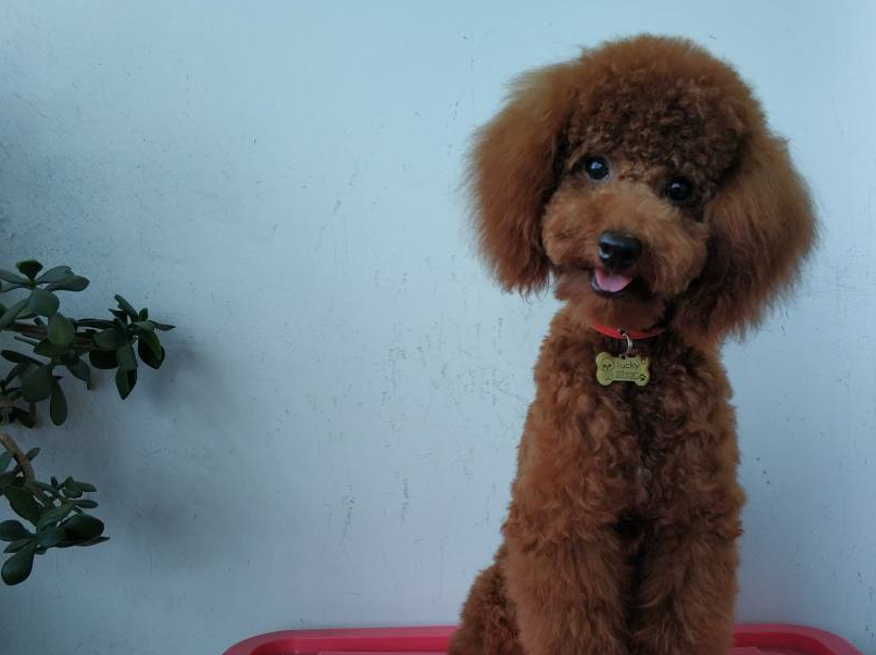 可爱的泰迪犬洗完澡后大变身,果然是窈窕淑女,君子好逑啊!