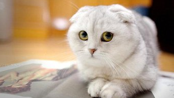 萌哒哒惹人爱的苏格兰折耳猫:是这个世界上最美丽的错误