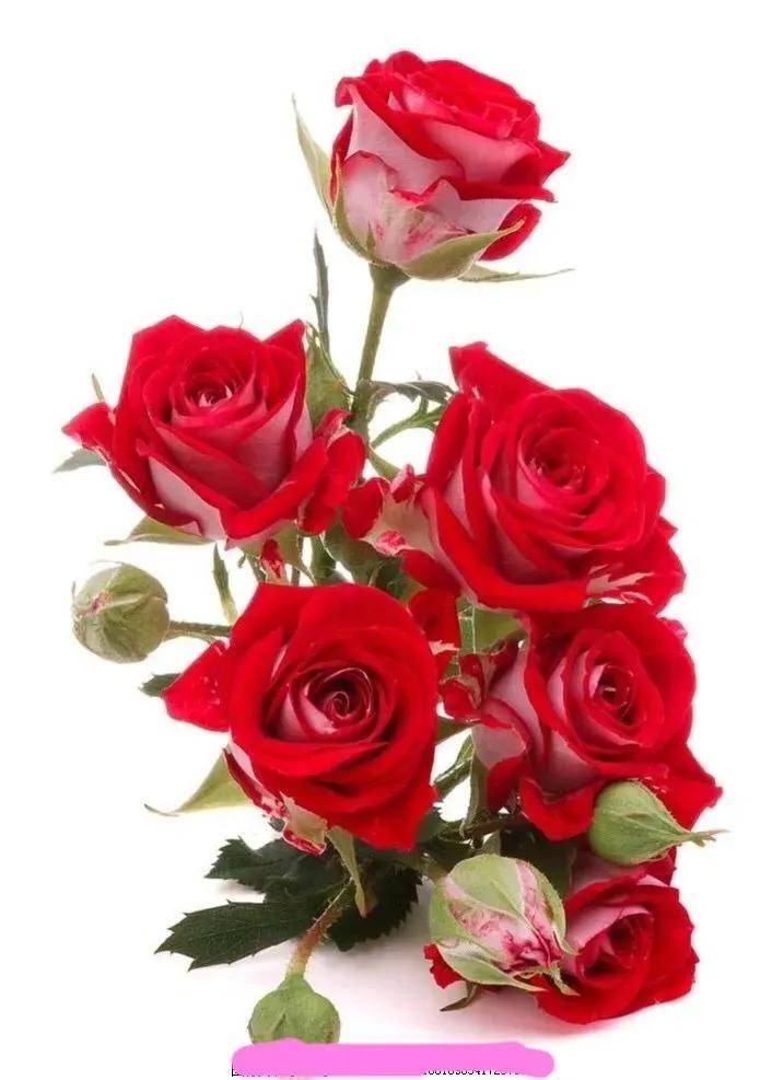 漂亮迷人的玫瑰花,美艳迷人