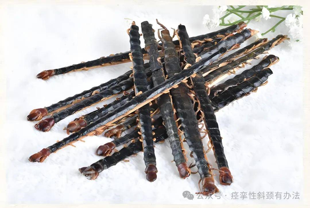 "蜈蚣"作为五毒之一,不仅可以通络止痛,还能缓解"痉挛性斜颈"!