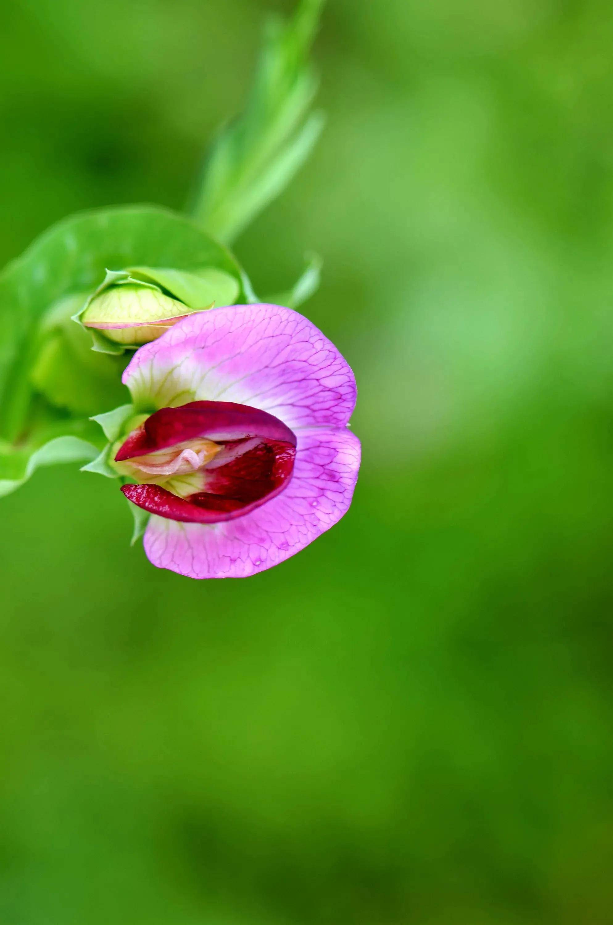 极美的花朵壁纸,流光溢彩