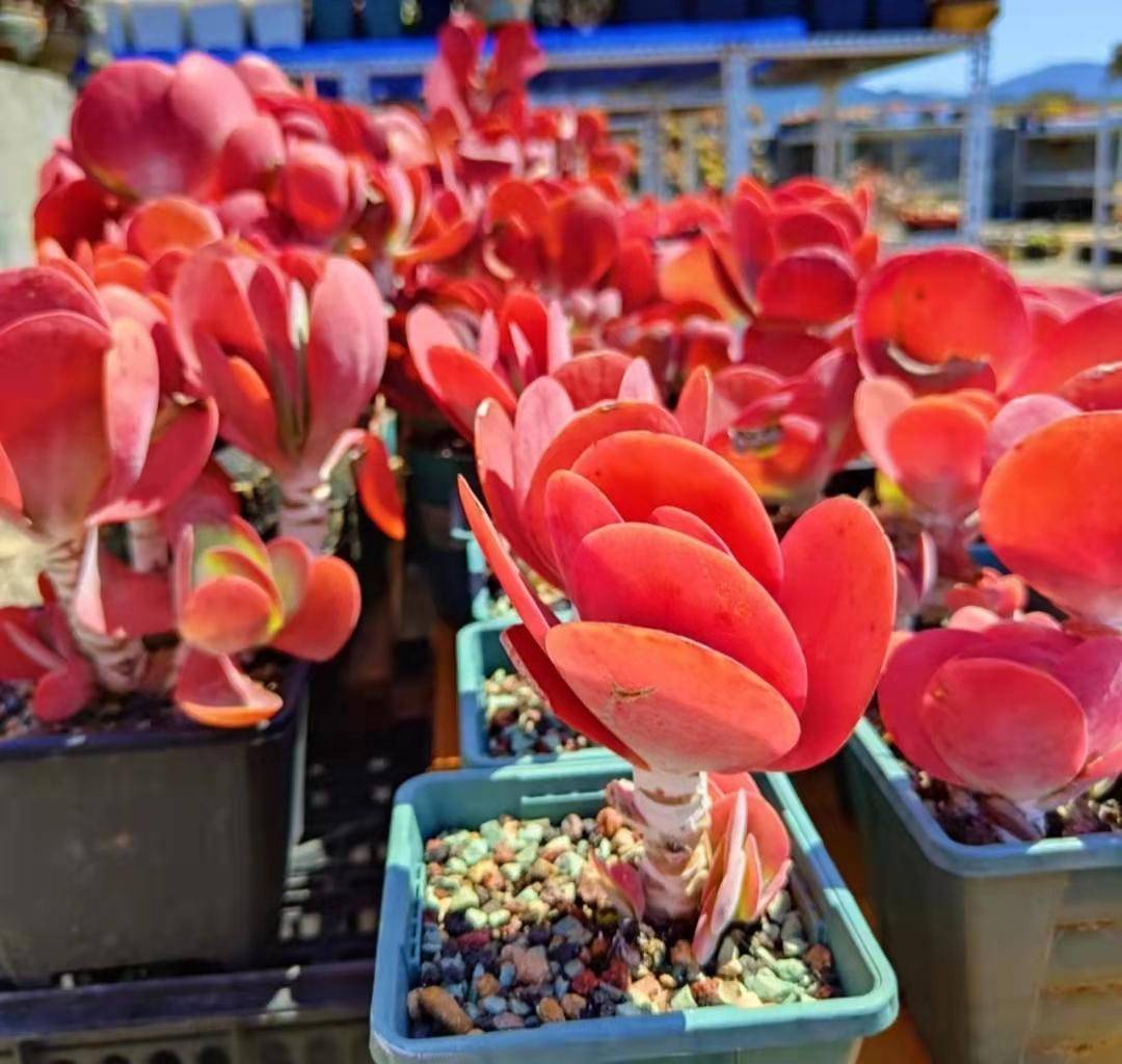 其实,唐印真的是一种非常值得养的多肉,它的优点特别多,漂亮好养程度