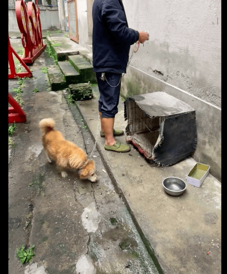 狗狗被铁链拴着淋雨没处躲,路过的人还殴打!主人不卖还要利用它