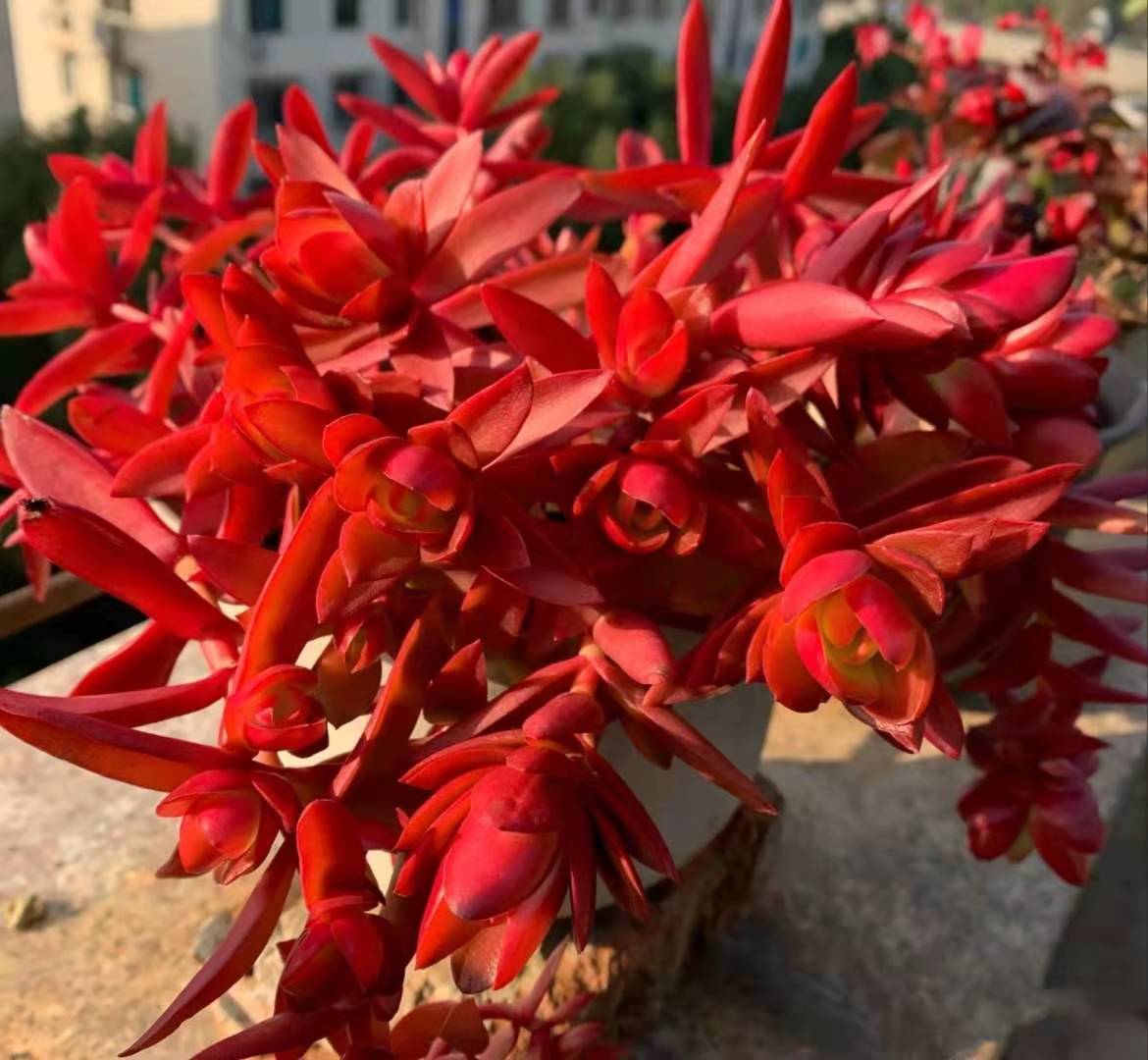 多肉火祭开花图片图片