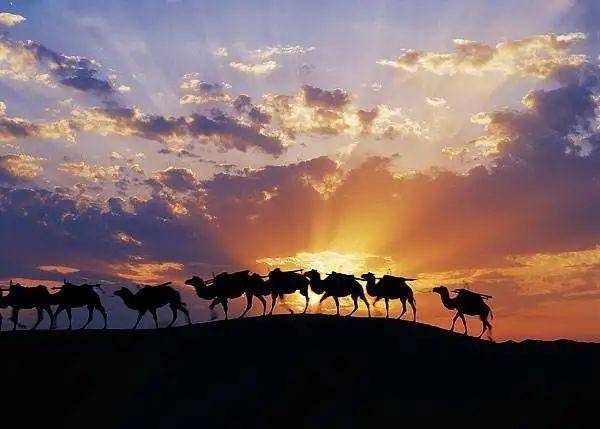 骆驼的驯化,为何深刻地影响了世界历史,其中到底有什么
