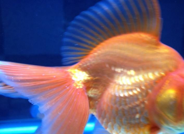 观赏鱼得了白点病?试试这样治疗吧,可以快速痊愈