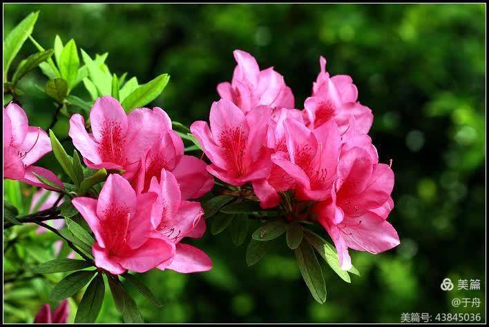 怒放的生命你用漫山遍野来展示青春的魅力开满了春夏之交的山岭满了