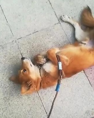 但柴犬想在家里睡觉,走到半路,路人要笑疯_狗狗_性格_不知道