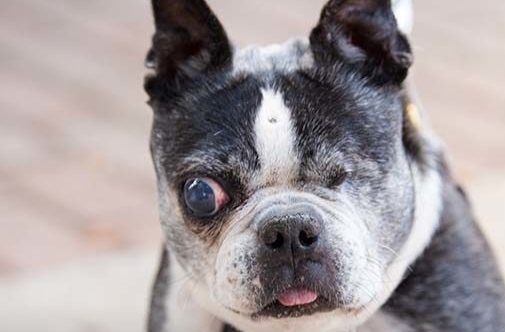 狗狗患上青光眼怎么办 请及时去宠物医院治疗！