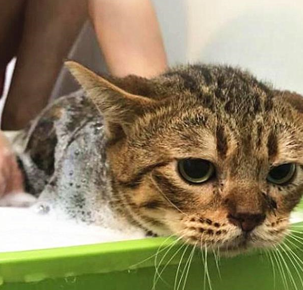 橘猫玩得很忘我,网友:后面那只才是亮点_猫咪_什么_表情