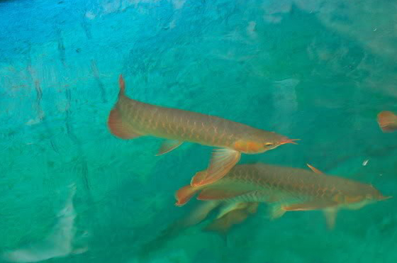 看这一池子的各类观赏鱼,玩家也是大费周章吧!