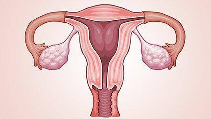 月经周期子宫口图片图片