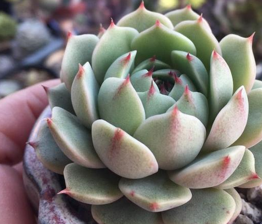 教你挑选健康的多肉植物,每一个特点都要看,避免种不活!