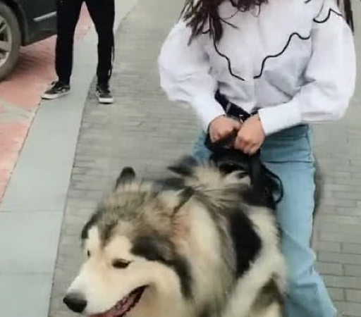 主人_狗狗_宠物