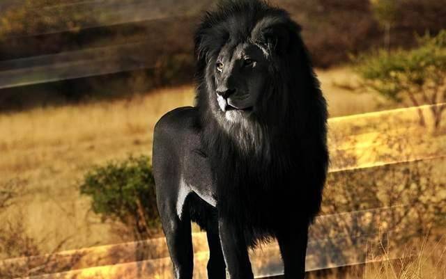 殖民时期,被灭绝的18种动物,都死于猎枪之下,如今仅留下图像