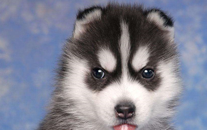 如何挑选健康的哈士奇幼犬?挑选时要注意以下八点事项