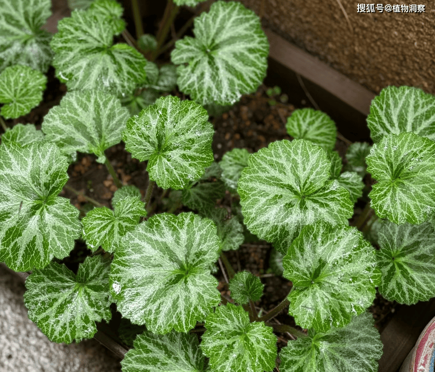 像虎耳草的植物图片图片