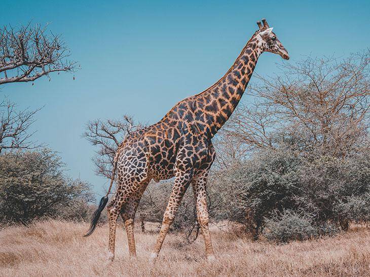 地表最强的10种动物,雄狮和老虎相继上榜,但却不是伤人最多的