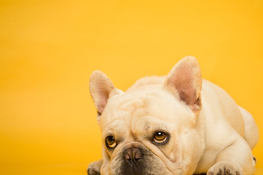 ","你说谁智商低,法斗不笨,它只是傻乎乎的!