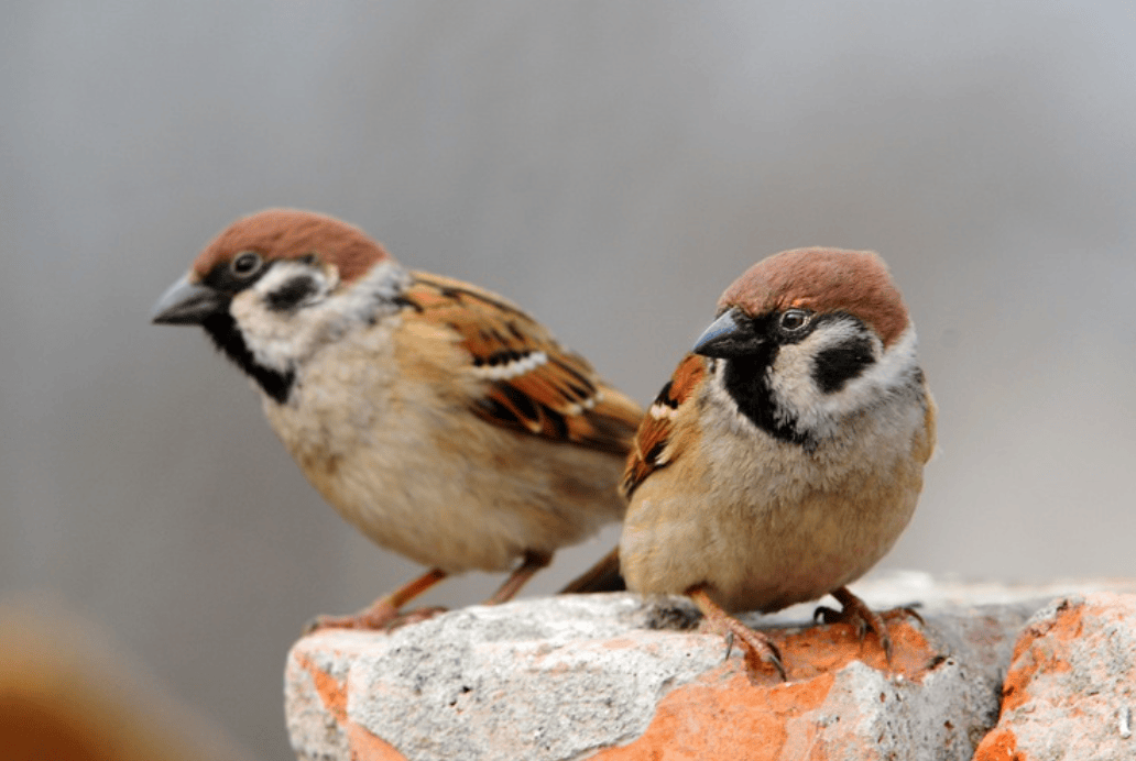 难道麻雀寿命很长?