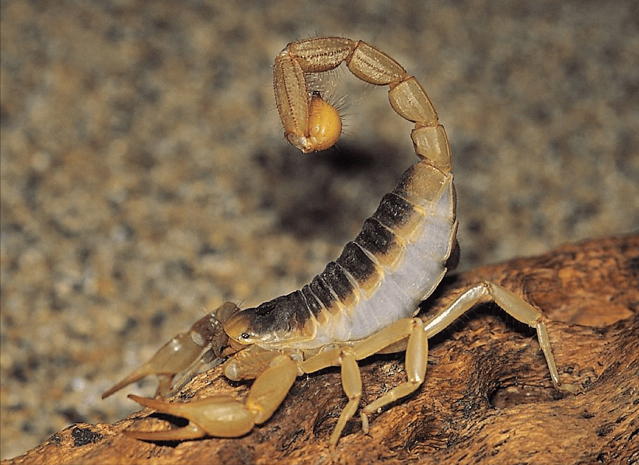 每年杀死几十万人,它和人类有仇吗?