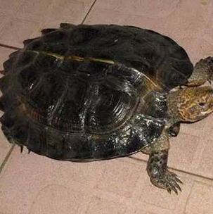 亚洲的"四大金刚"龟之一亚巨,来认识一下