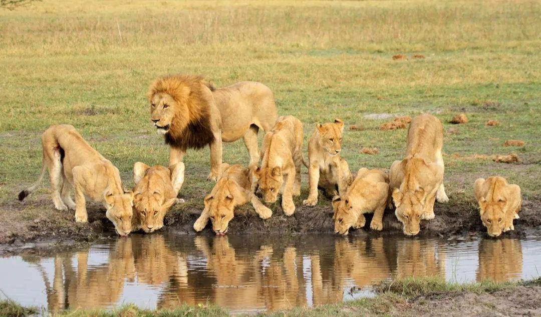 在一个狮群中,大约会有1到2只雄狮,剩下的都是雌狮和幼崽,总成员数在