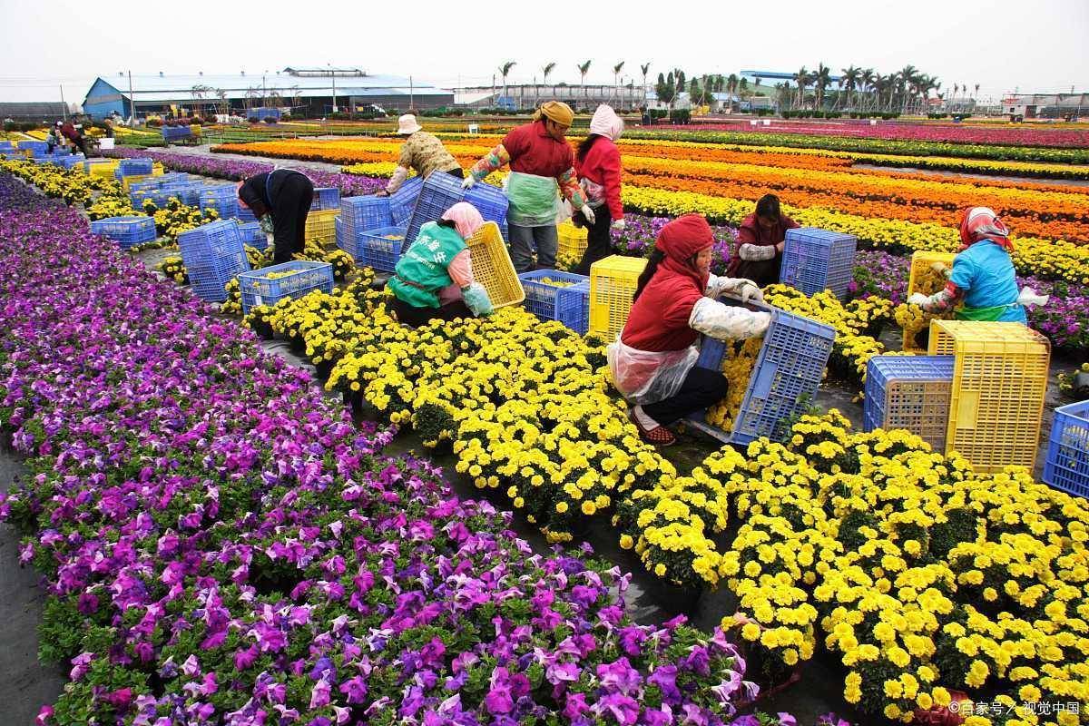 html现代的花城广州不仅用鲜花来装扮城市和厅堂,还把花卉做成了经济