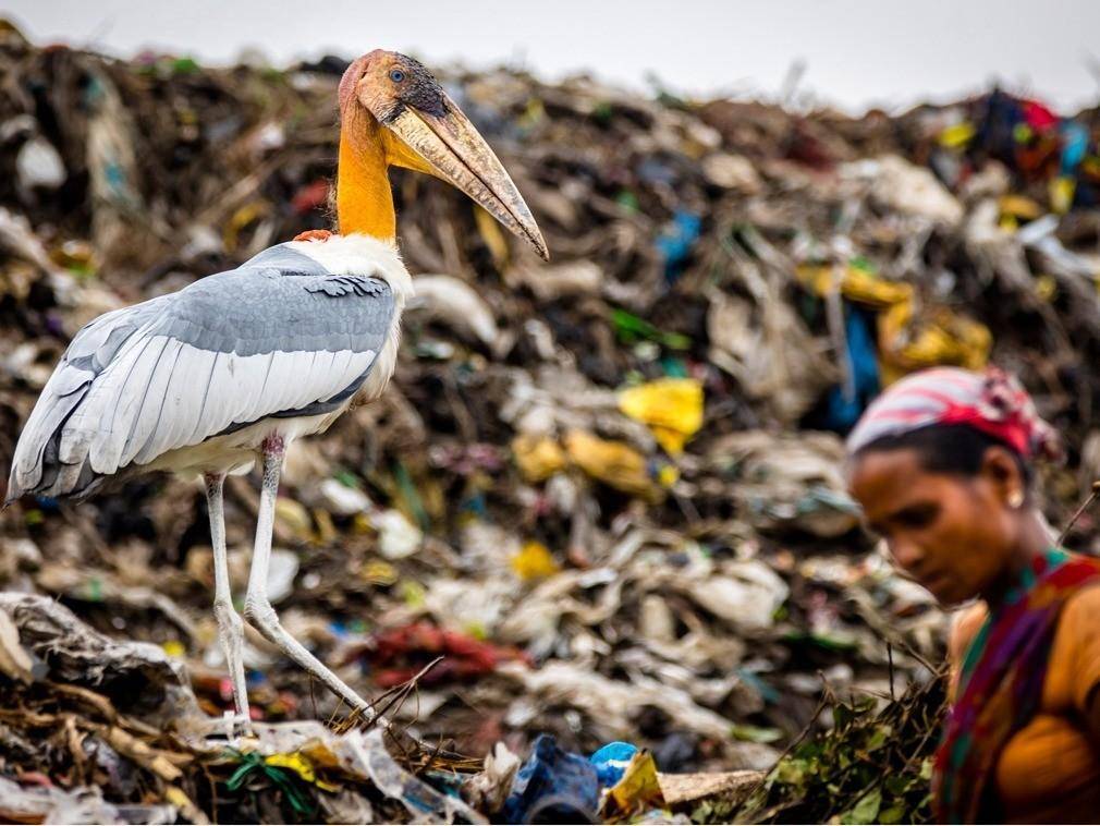 食物_鸟类_尸体