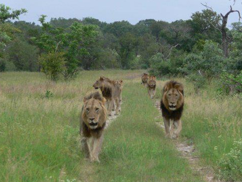 传奇狮王马库鲁,从一个流浪汉,逆袭成世界上最著名的狮子
