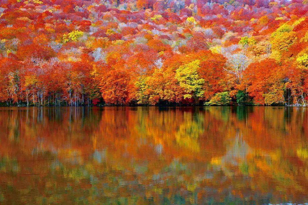 秋天红叶美景图