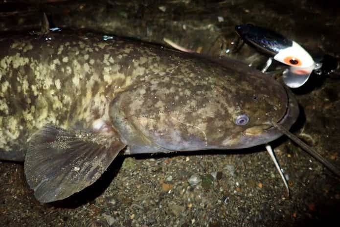 鲶鱼的路亚以及技巧