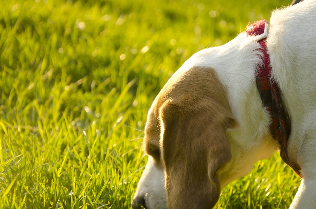 新研究再次强调狗狗嗅闻的重要性 嗅闻可建立积极正面情绪