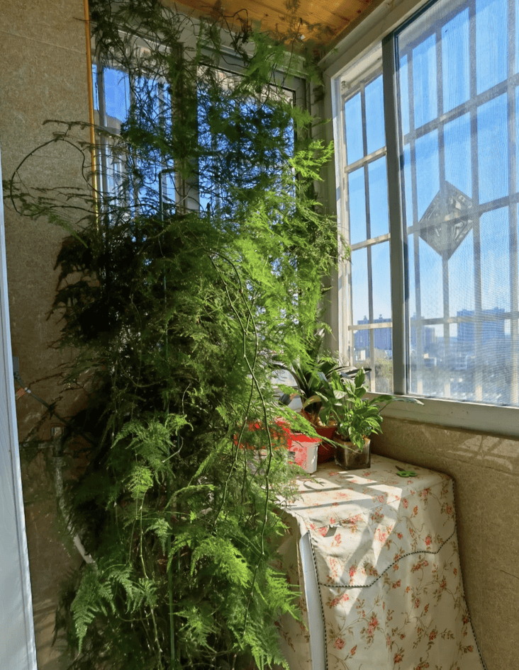 文竹"爬了几十米",爬满楼梯,缠着吊灯长