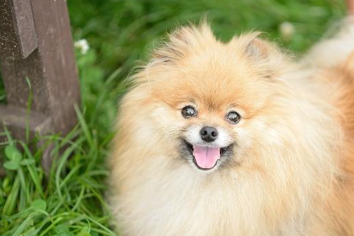 普通家庭适合养什么狗?十大适合家养的狗狗!哪一只你的最爱?