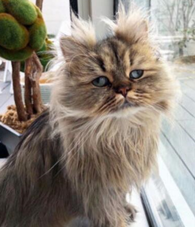 猫咪露出一脸委屈的表情,相信猫咪的玻璃心也是相当的无奈