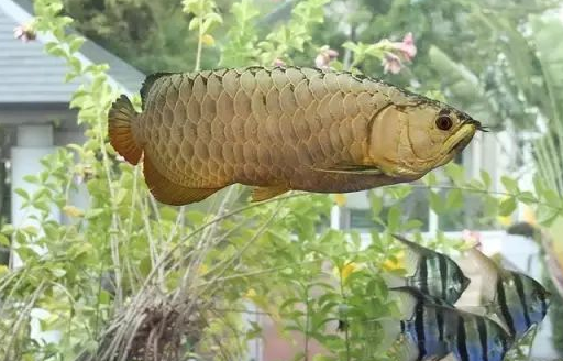 尖嘴鳄,海象等),这种混养比较另类,主要在环境而非鱼上,缸内奇石怪木