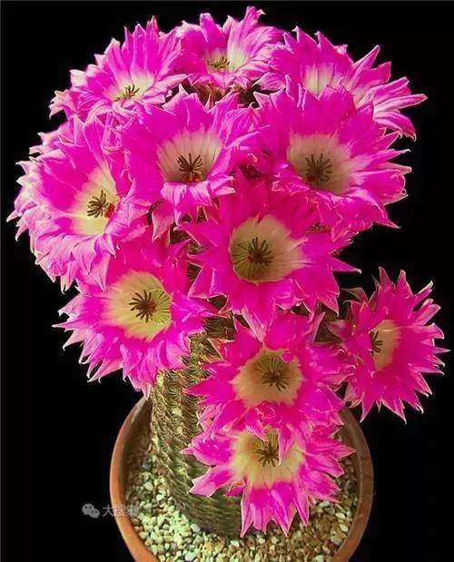 仙人球开花,多种颜色,多种姿态