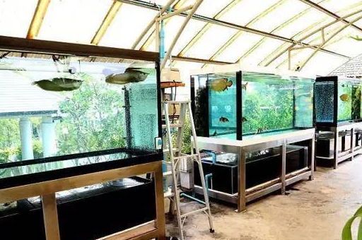 尖嘴鳄,海象等),这种混养比较另类,主要在环境而非鱼上,缸内奇石怪木