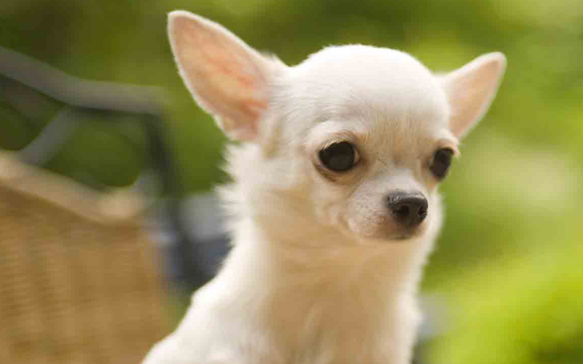 十大不容易掉毛的小型犬!你想养哪一只?