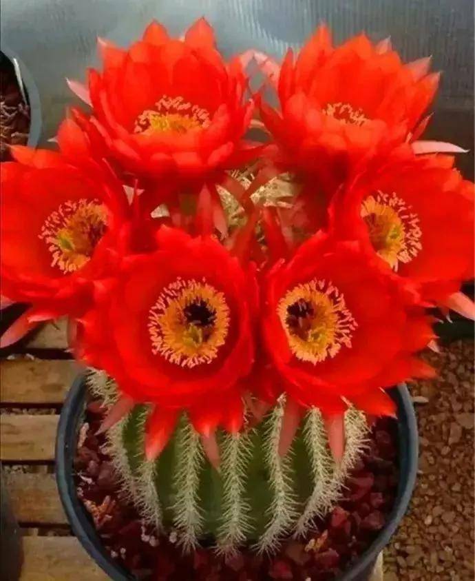 仙人球开花,多种颜色,多种姿态