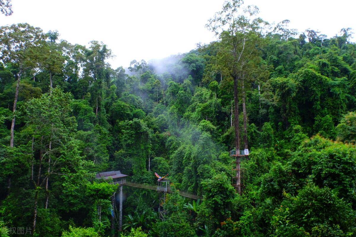 良好,这里保存着北纬21°上唯一的原始热带雨林,有原始森林907万亩