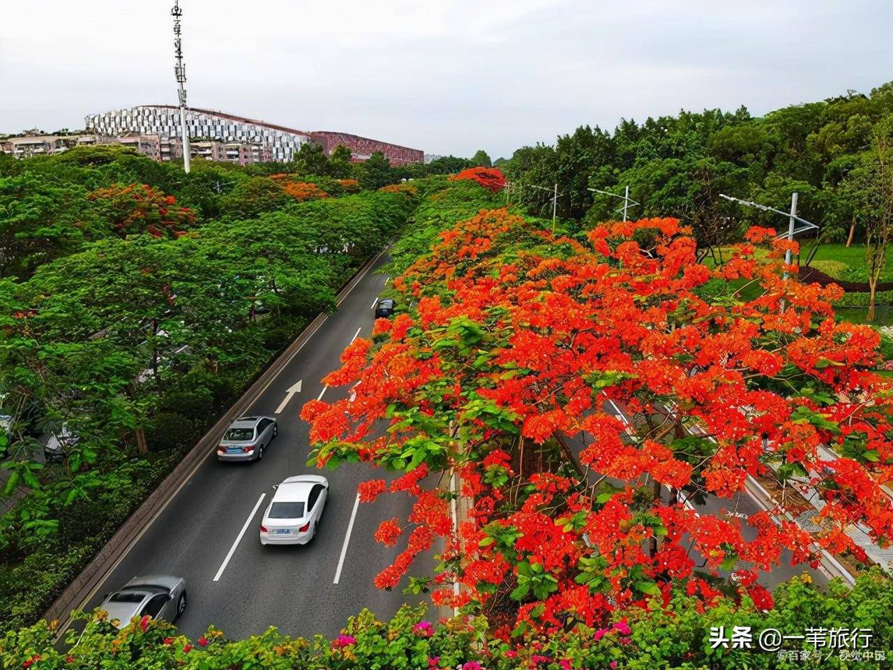 广州常见的花图片