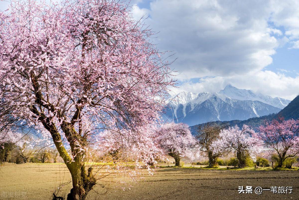 桃花林壁纸图片