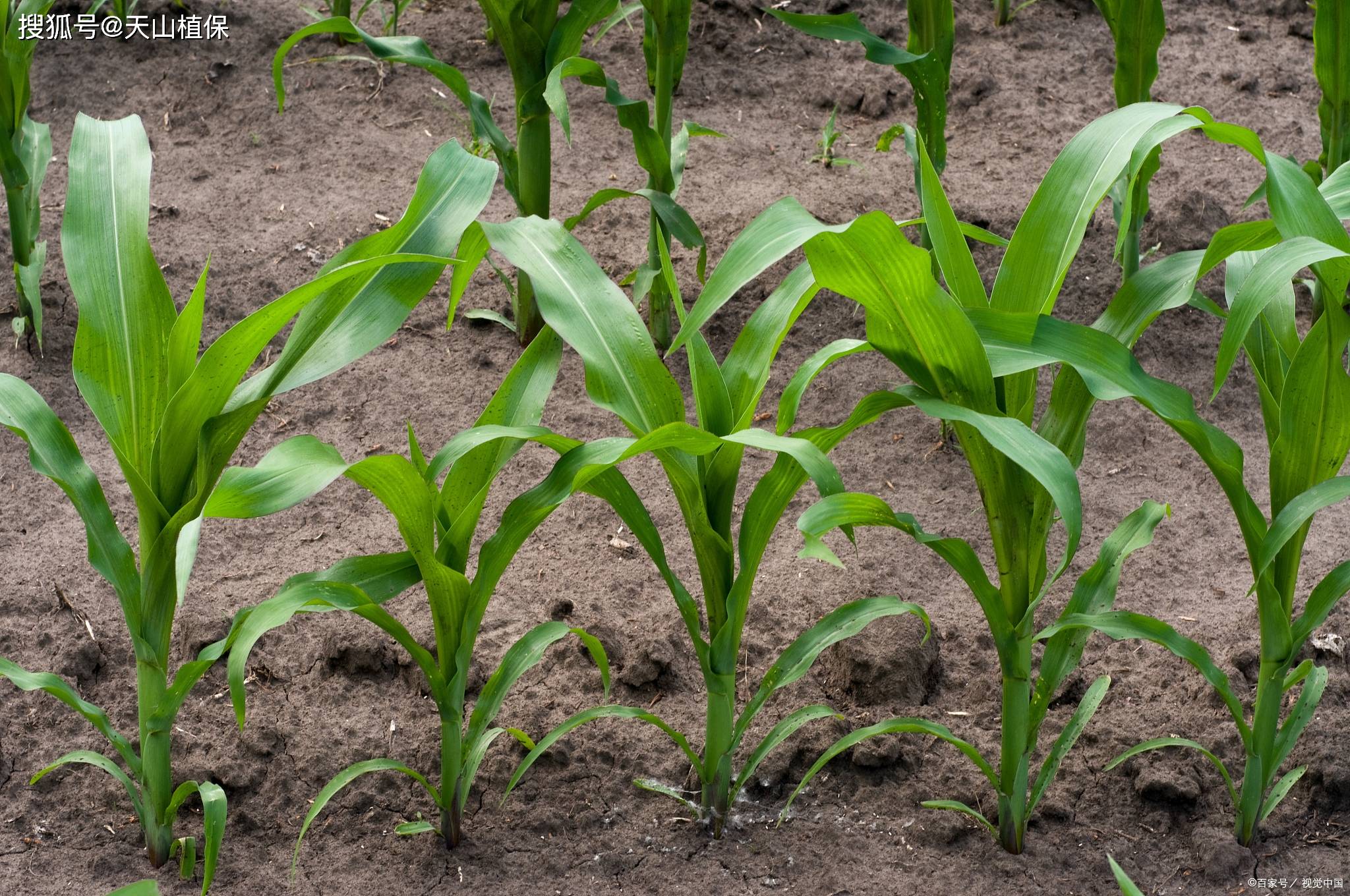种玉米施用什么肥料最好
